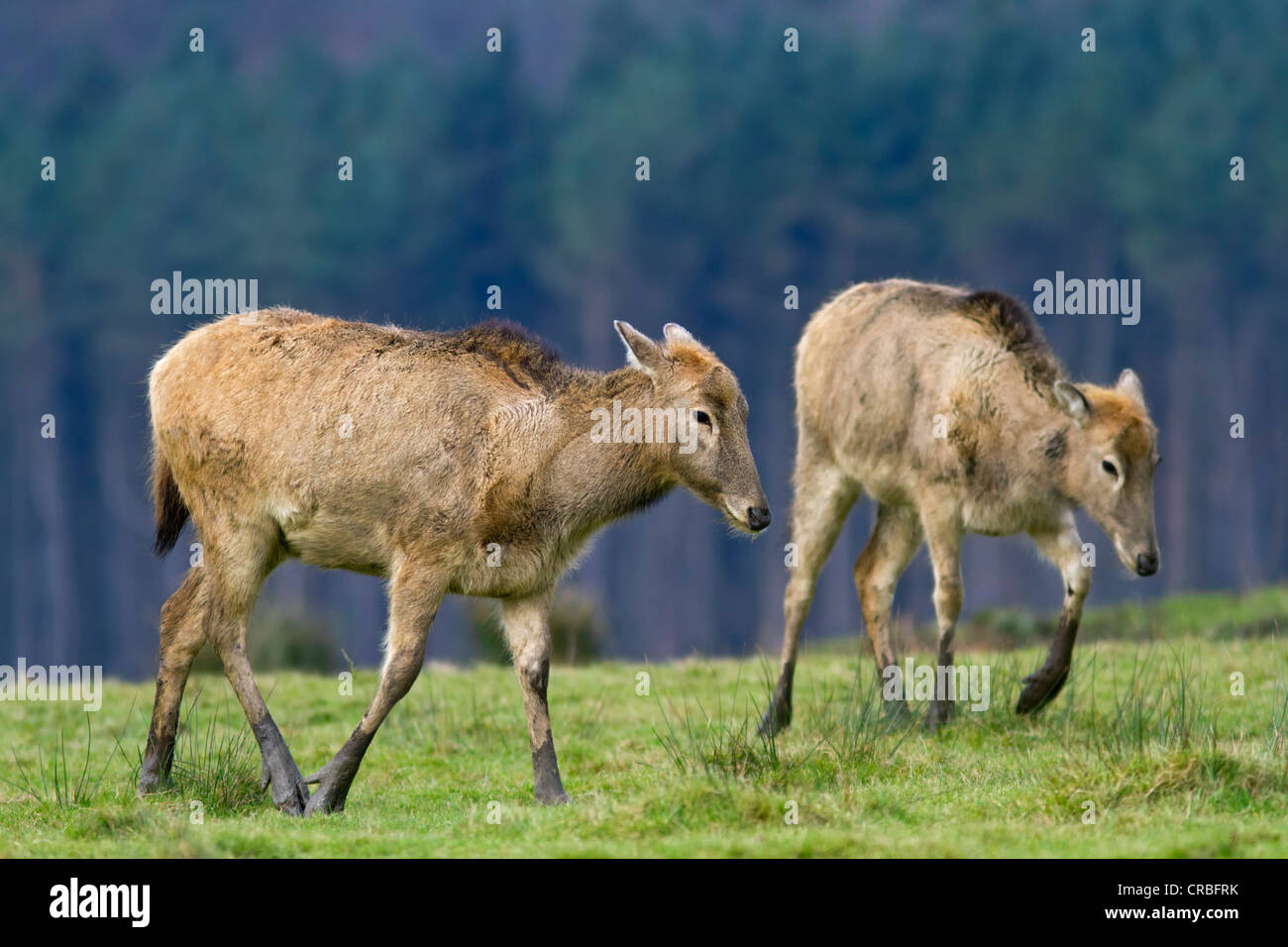 Pere Davids deer (Elaphurus davidianus), females, in grass, south Wales, United Kingdom, Europe Stock Photo