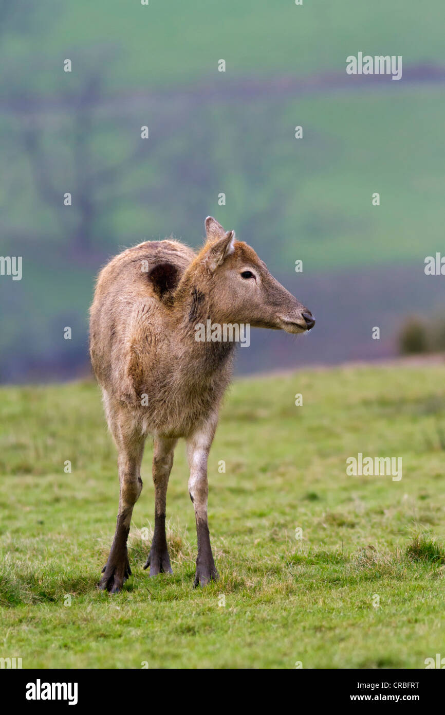 Pere Davids deer (Elaphurus davidianus), female in grass, south Wales, United Kingdom, Europe Stock Photo