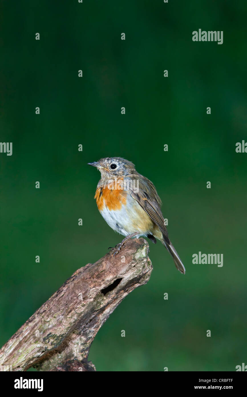 European Robin (Erithacus rubecula), juvenile, perching, south-east England, United Kingdom, Europe Stock Photo