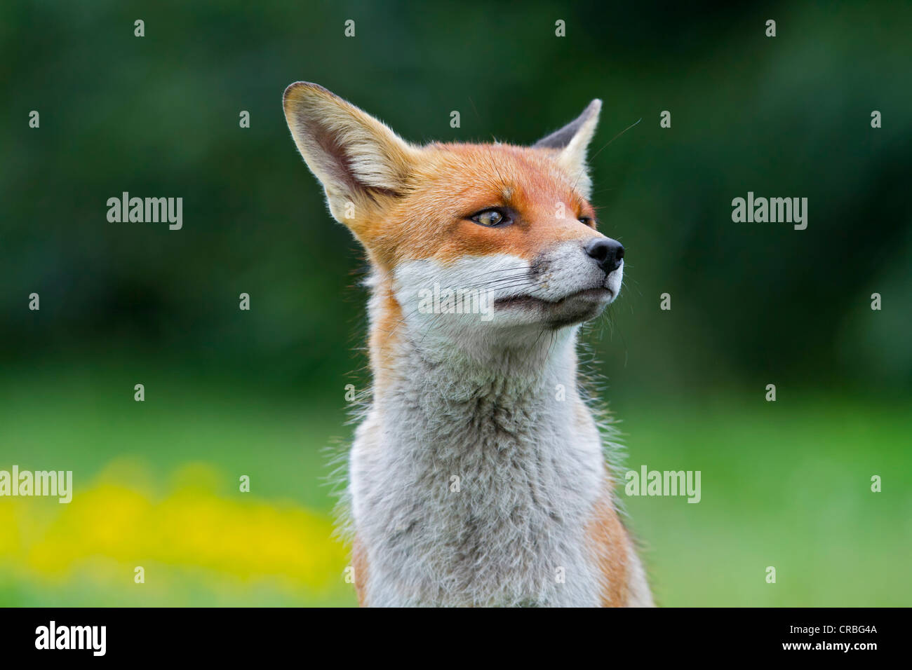 Red fox (Vulpes vulpes), portrait, south east England, United Kingdom, Europe Stock Photo