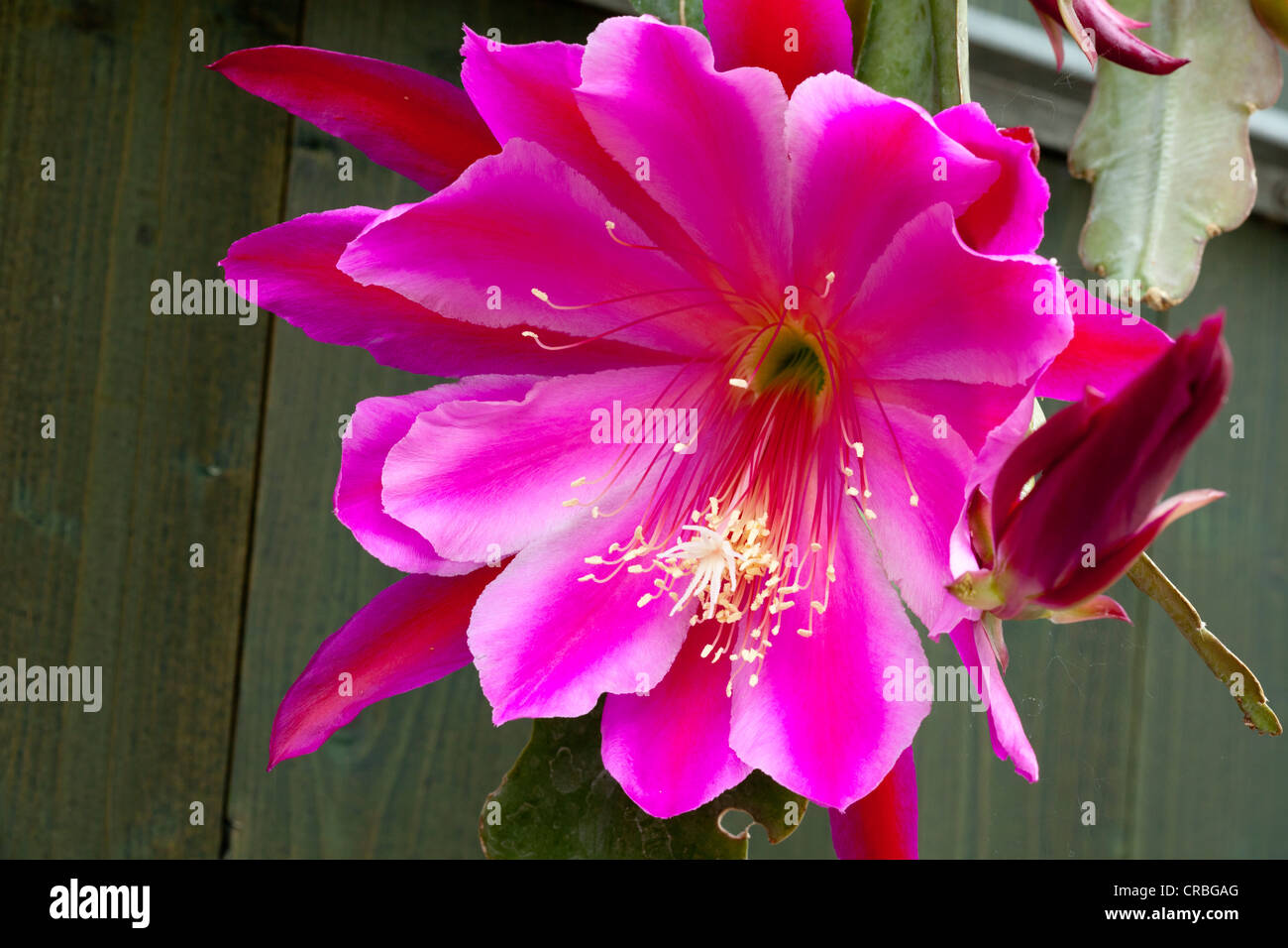 Epicactus epiphyllum pegasus cactaceae hires stock photography and