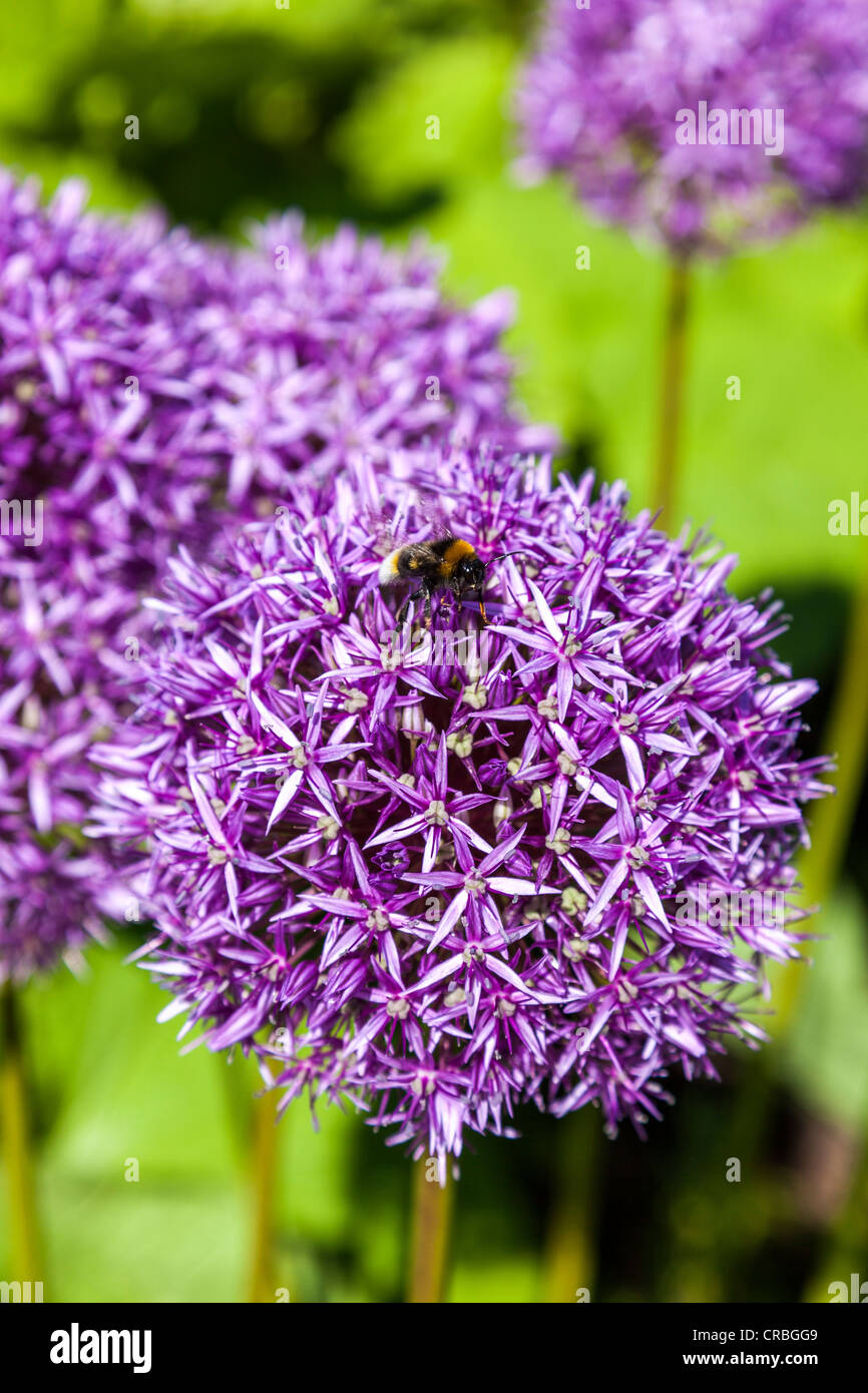 A bumblebee on an alium flower head. Stock Photo