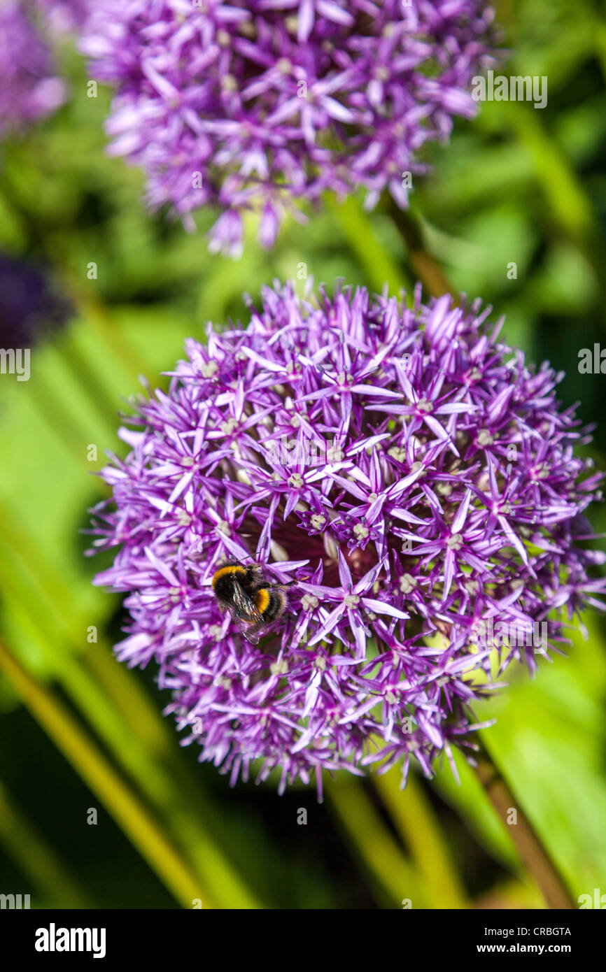 A bee on an alium flower head. Stock Photo