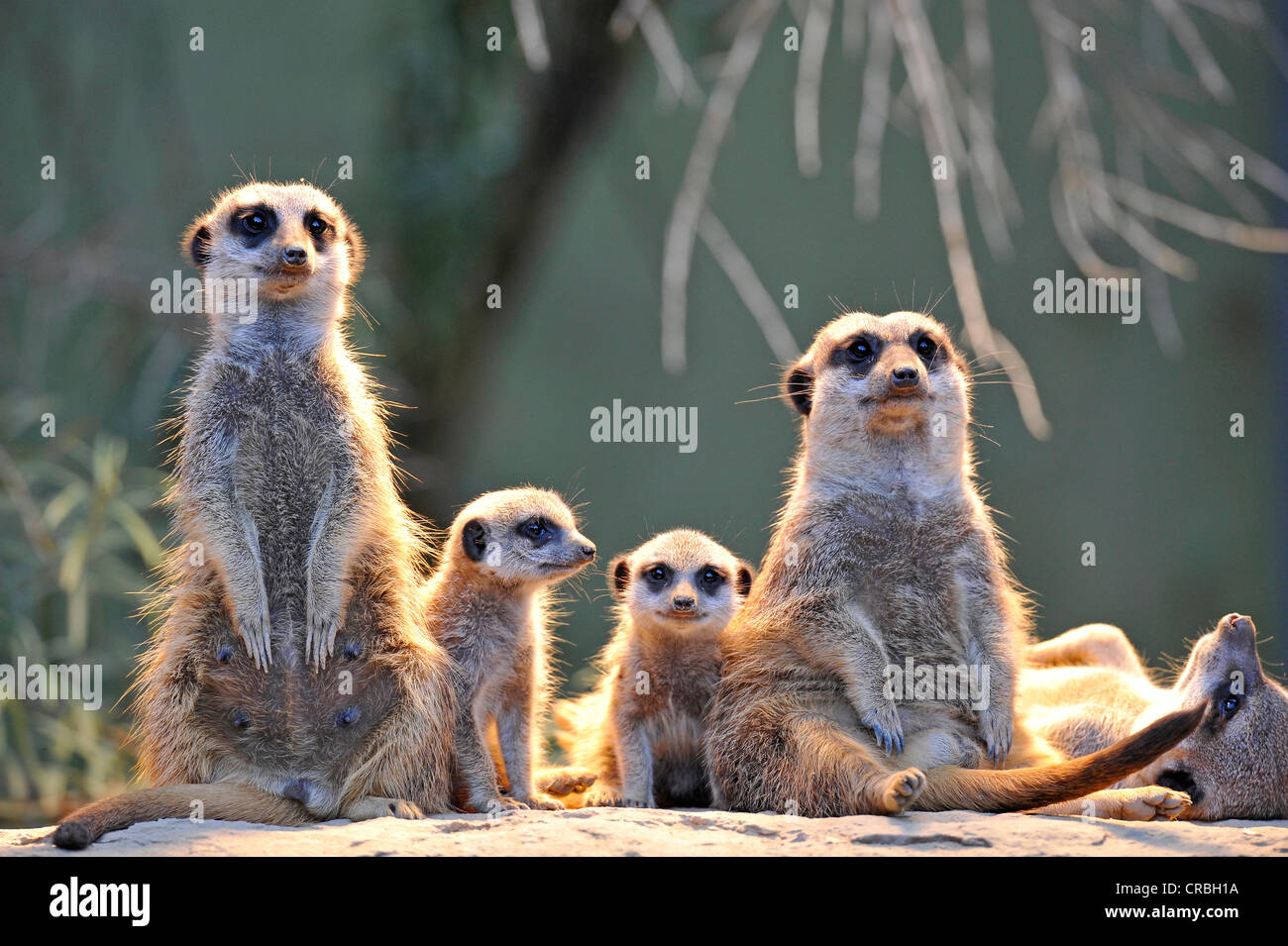 Meerkats Suricata Suricatta Family With Young Stock Photo Alamy meerkats-suricata-suricatta-family-with-young-stock-photo-alamy
