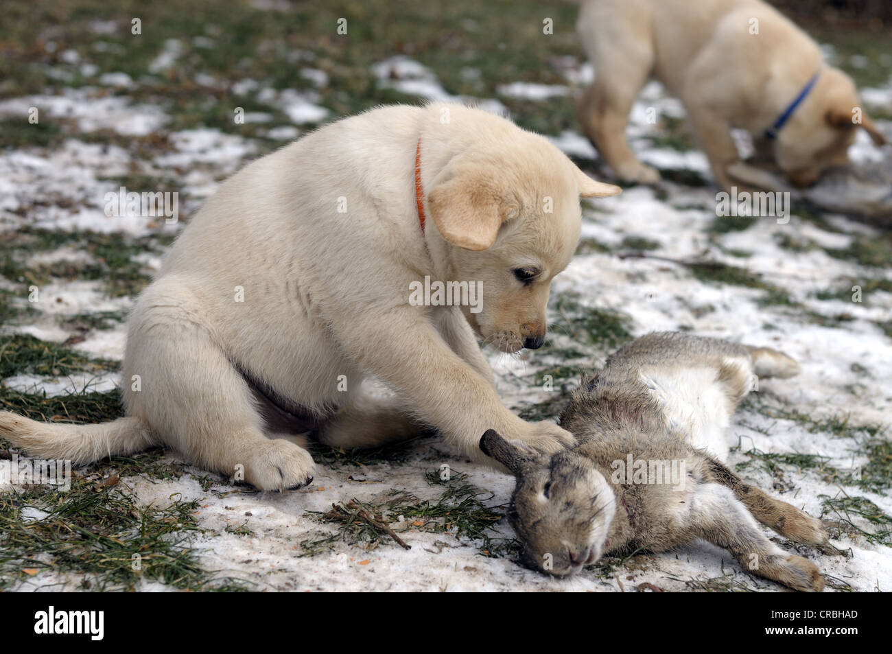 labrador raw diet