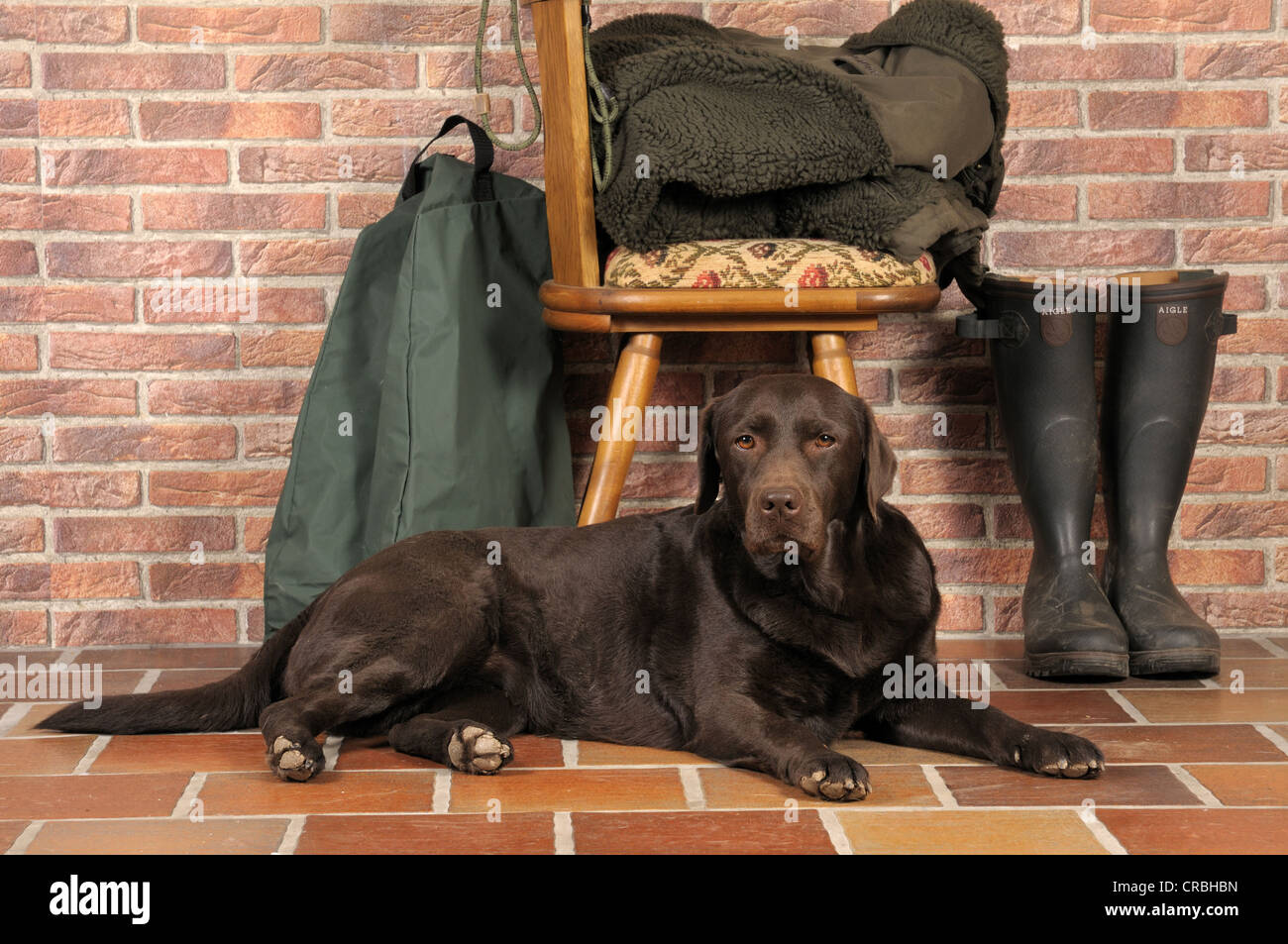 Brown Labrador lying in front of chair next to rubber boots and hunting gear Stock Photo Alamy