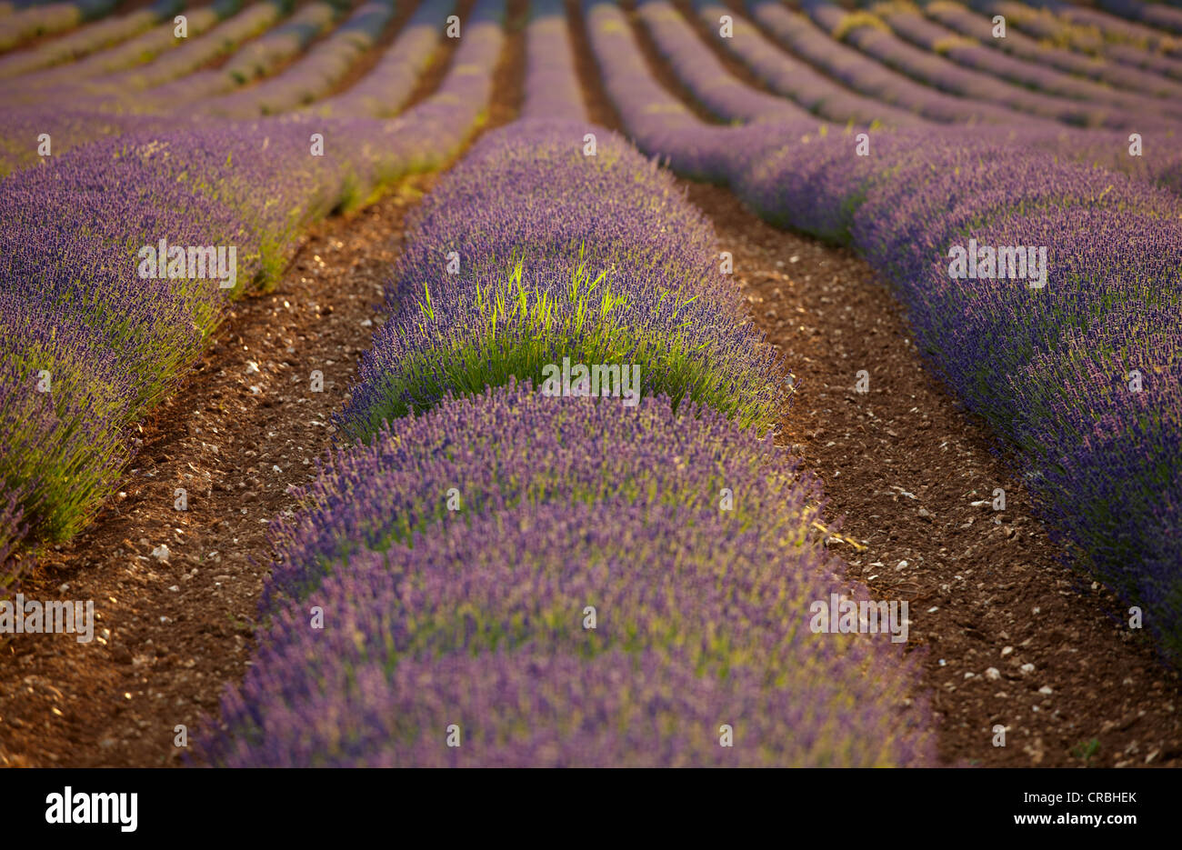 Lavender Fields at Heacham in Norfolk Stock Photo
