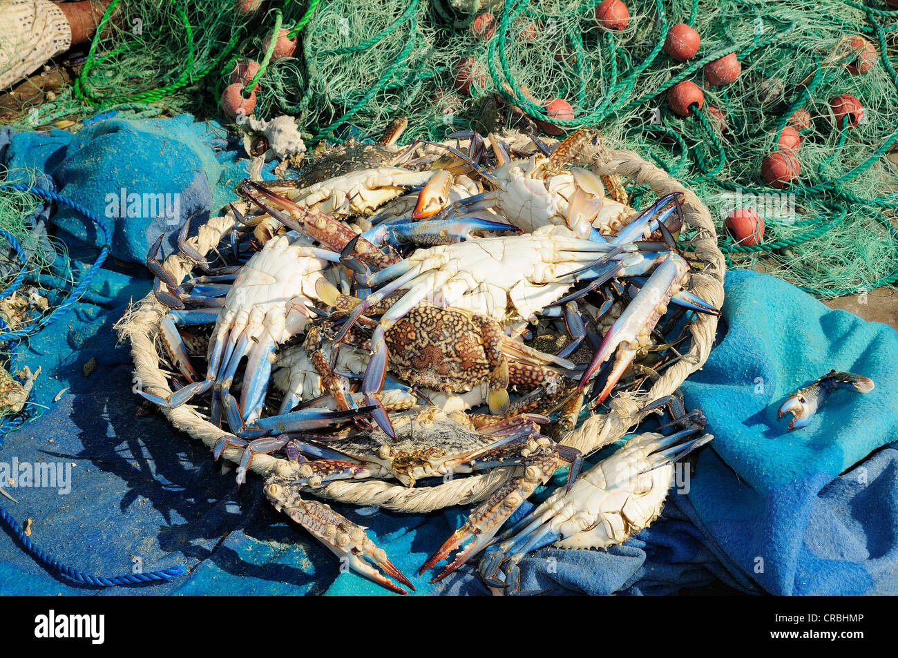 Freshly caught crabs, Qatar Stock Photo Alamy