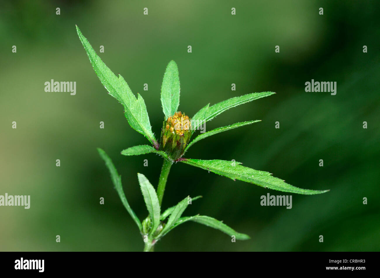 TRIFID BUR-MARIGOLD Bidens tripartita (Asteraceae) Stock Photo