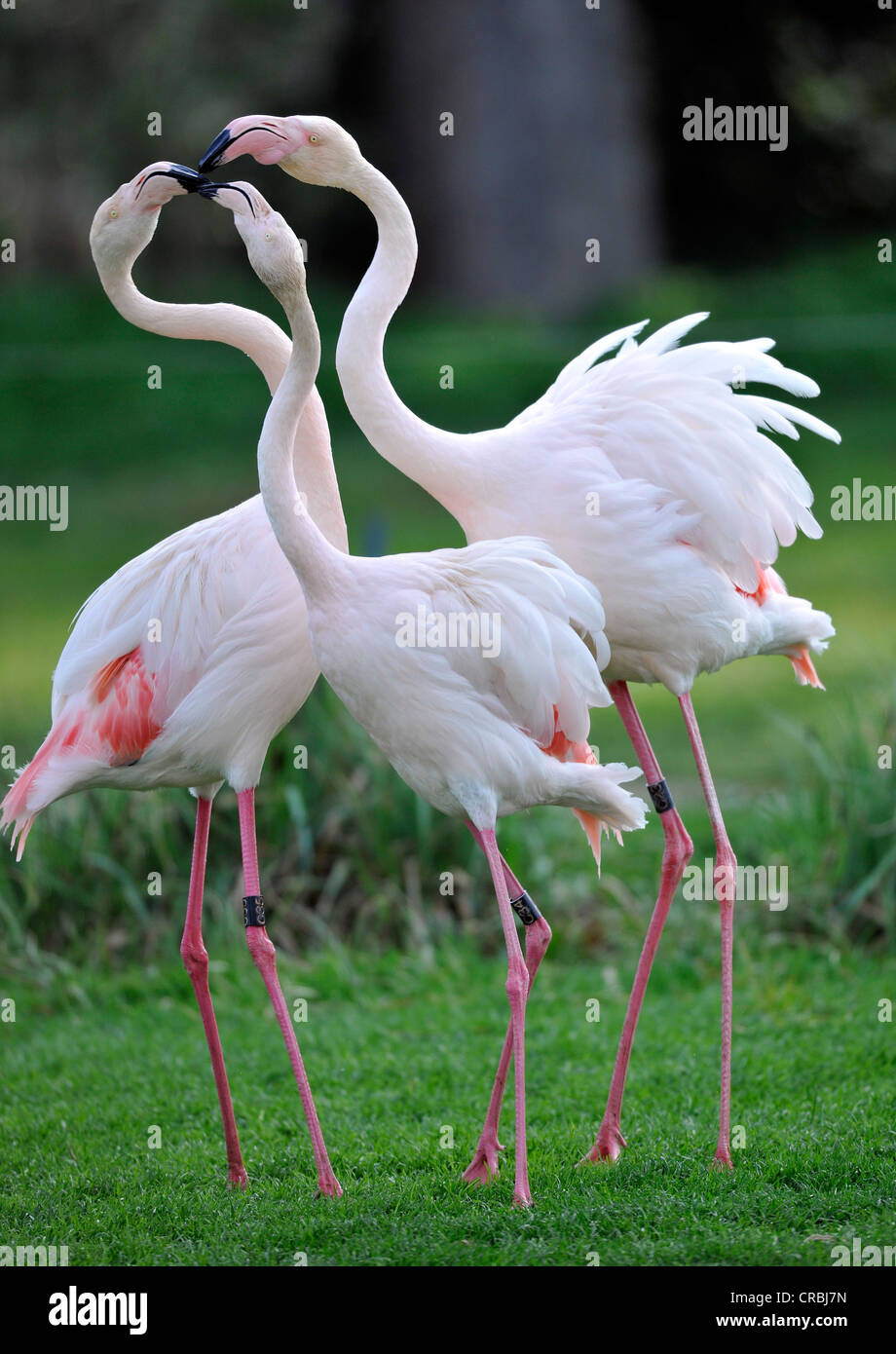 Fighting Pink Flamingos (Phoenicopterus ruber roseus) Stock Photo