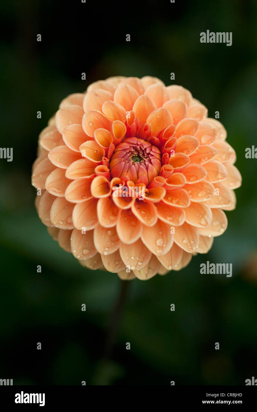 Close up of ball dahlia flower Stock Photo