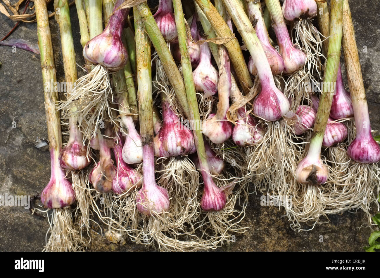 freshly dug garlic bulbs Stock Photo