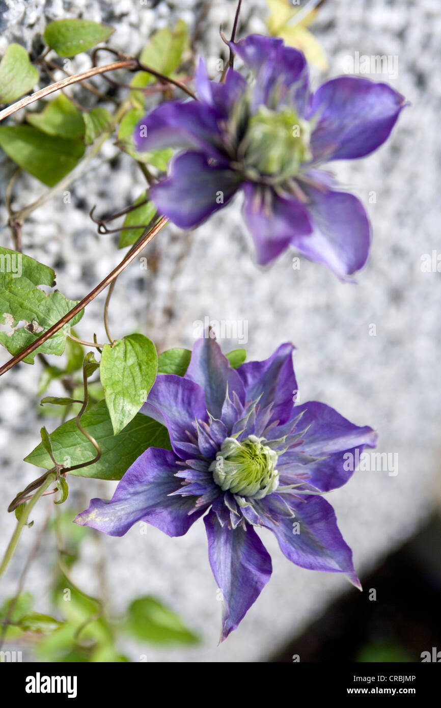 A blue Clematis against a house wall. Stock Photo