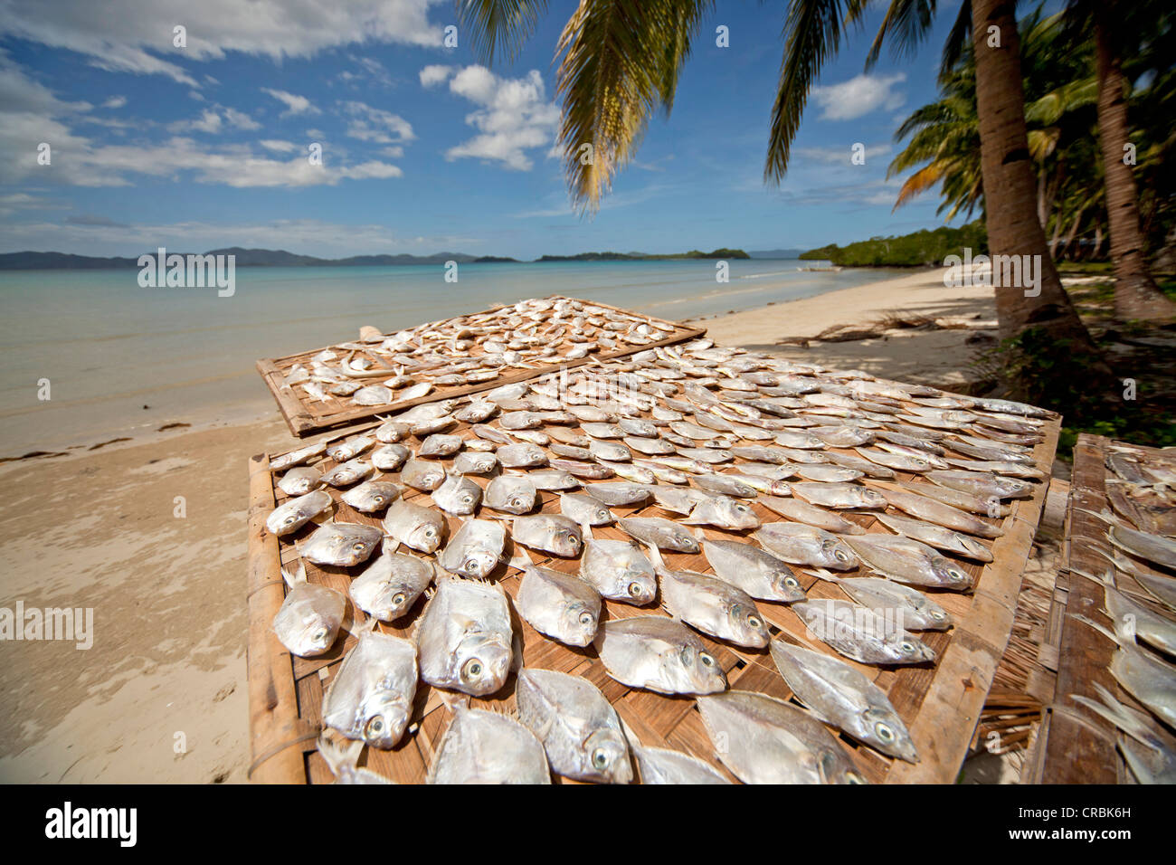 Fish laid out for drying, Port Barton, Palawan Island, Philippines