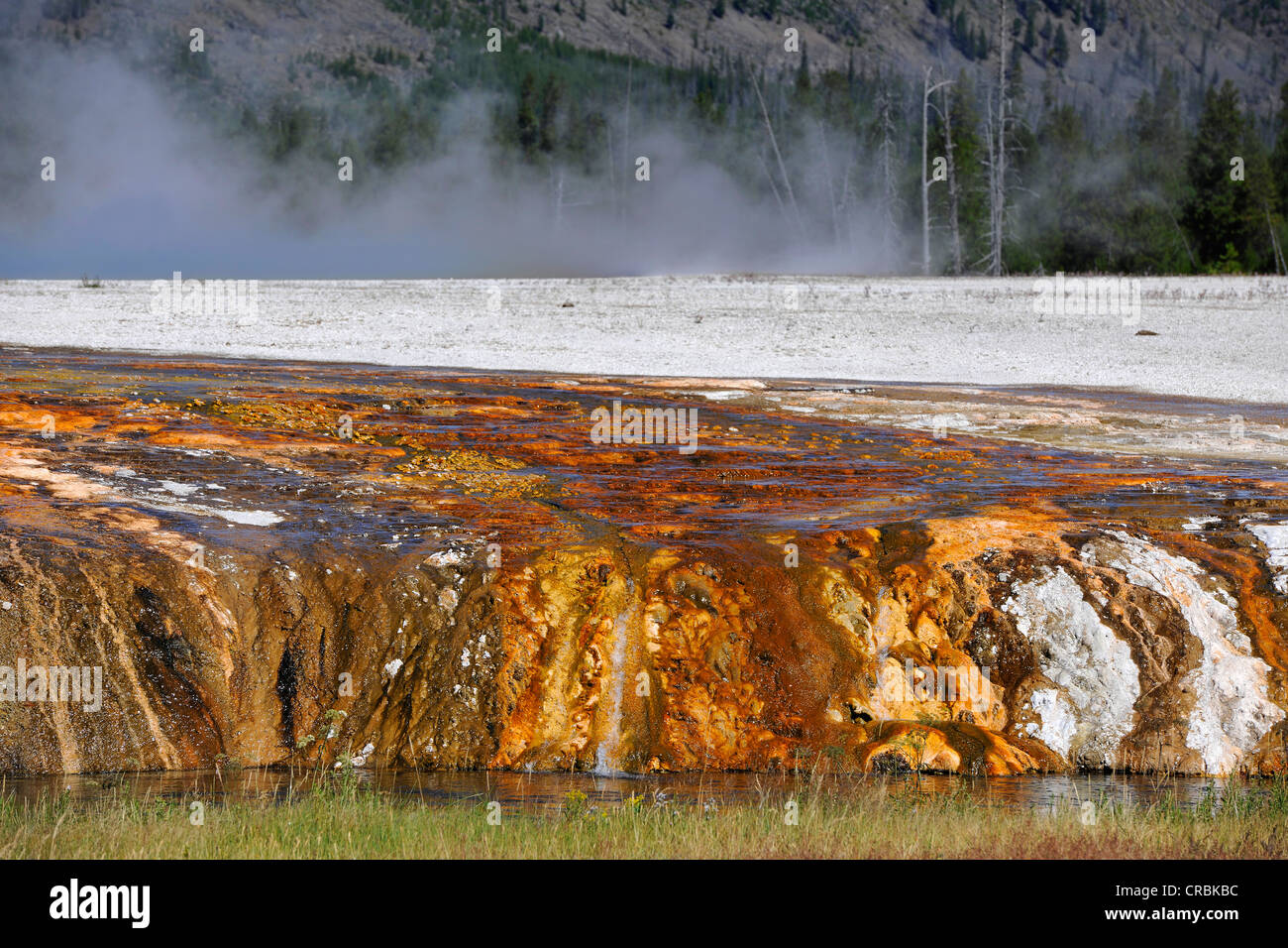 Colourful thermophilic bacteria, outlet of the Cliff Geyser, Firehole River, Black Sand Basin, Upper Geyser Basin Stock Photo