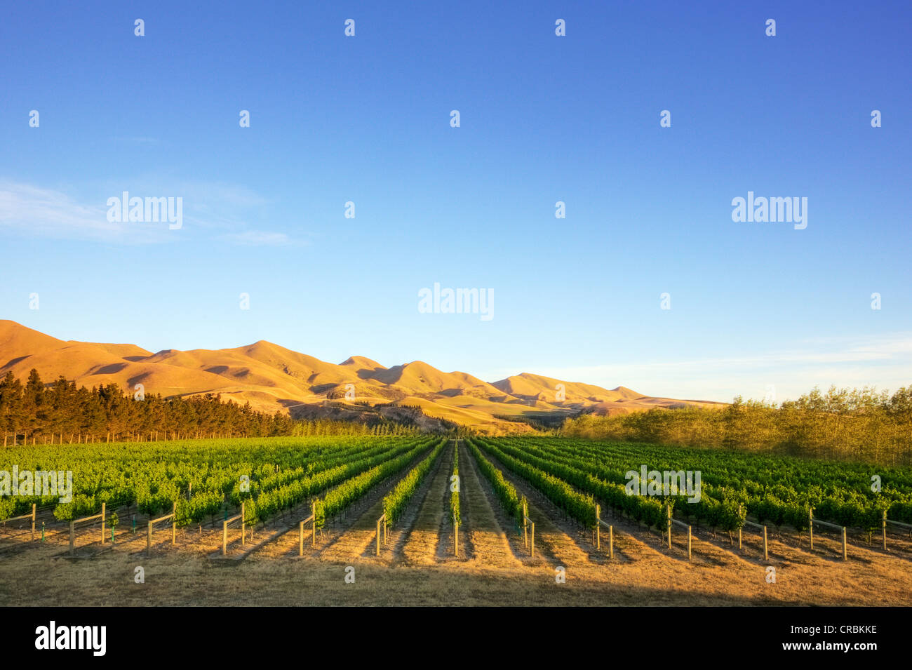 A vineyard near Waipara, in North Canterbury, New Zealand, in early morning sunlight. Tonemapped HDR image. Stock Photo