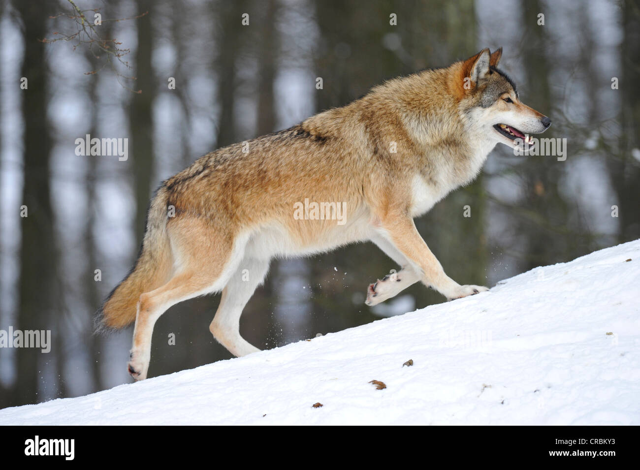 Mackenzie Wolf, Eastern wolf, Canadian wolf (Canis lupus occidentalis