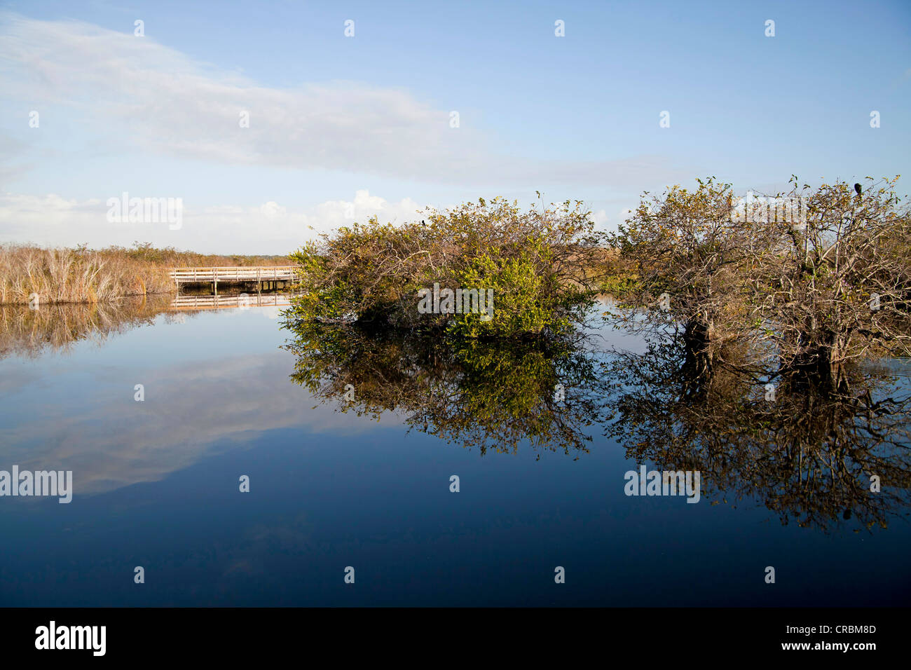 Typical vegetation along the Anhinga Trail reflected in the water, Everglades National Park in Florida, USA Stock Photo