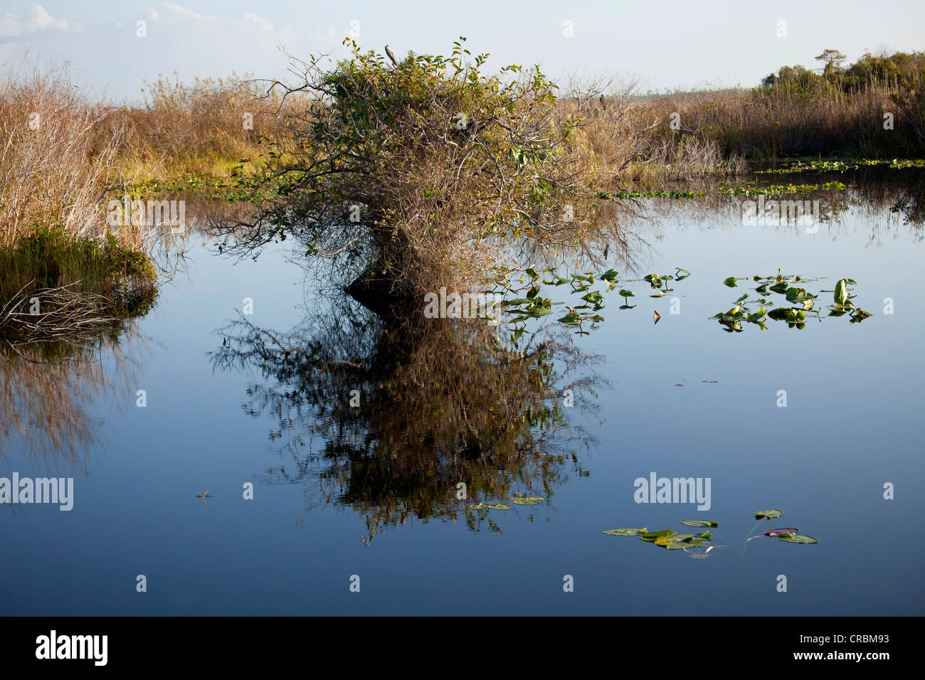 Typical vegetation along the Anhinga Trail reflected in the water, Everglades National Park in Florida, USA Stock Photo