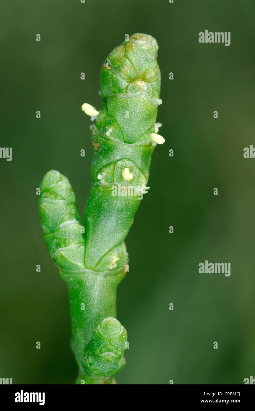 PERENNIAL GLASSWORT Sarcocornia perennis (Chenopodiaceae) Stock Photo
