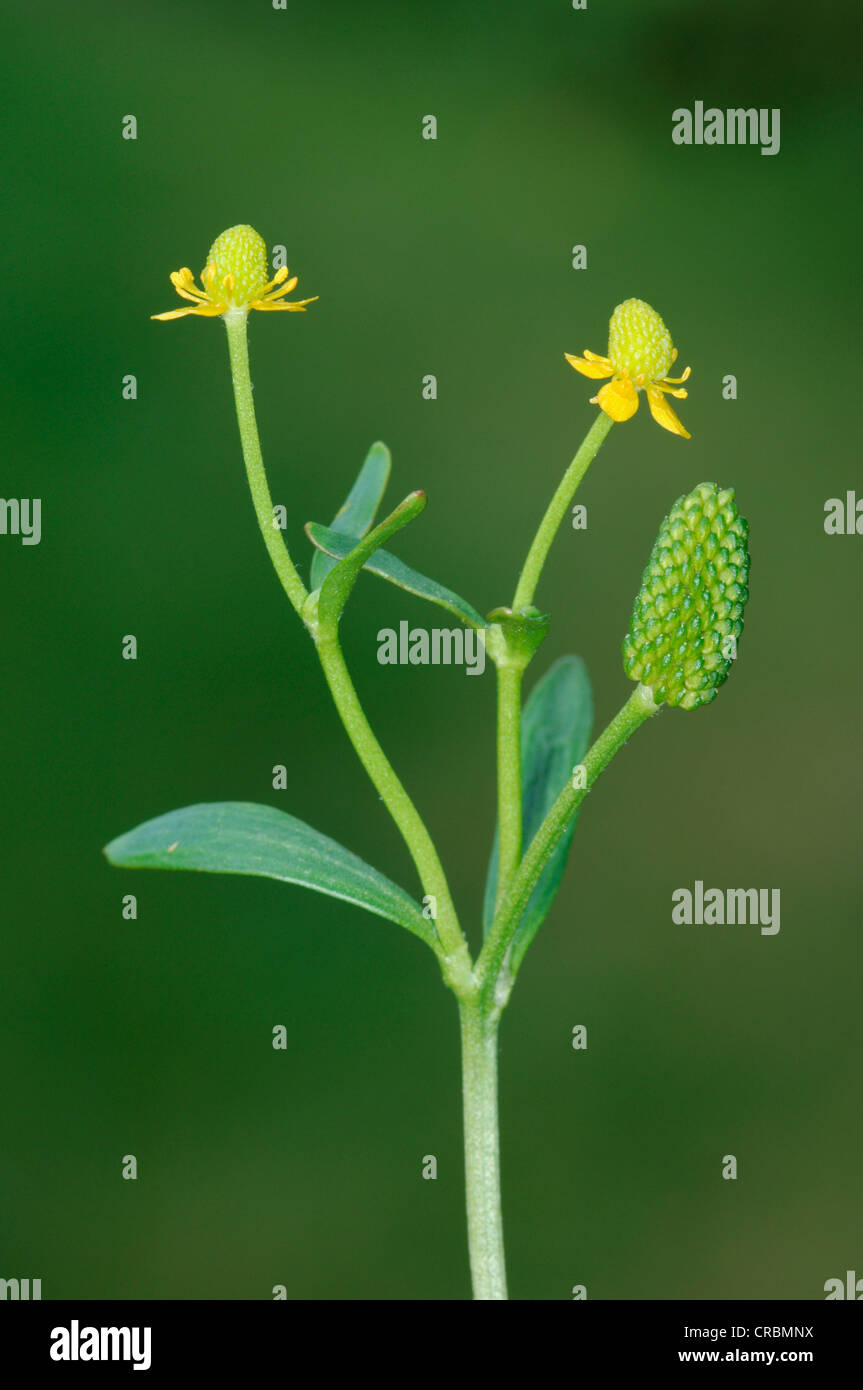 CELERY-LEAVED BUTTERCUP Ranunculus scleratus (Ranunculaceae) Stock Photo