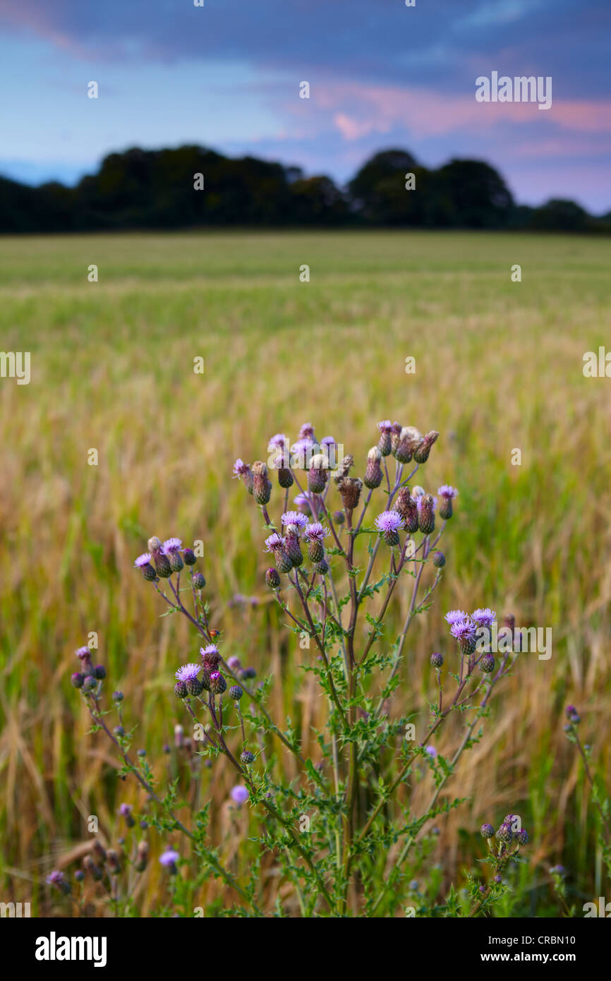 Stanhoe Stanhoe hi-res stock photography and images - Alamy