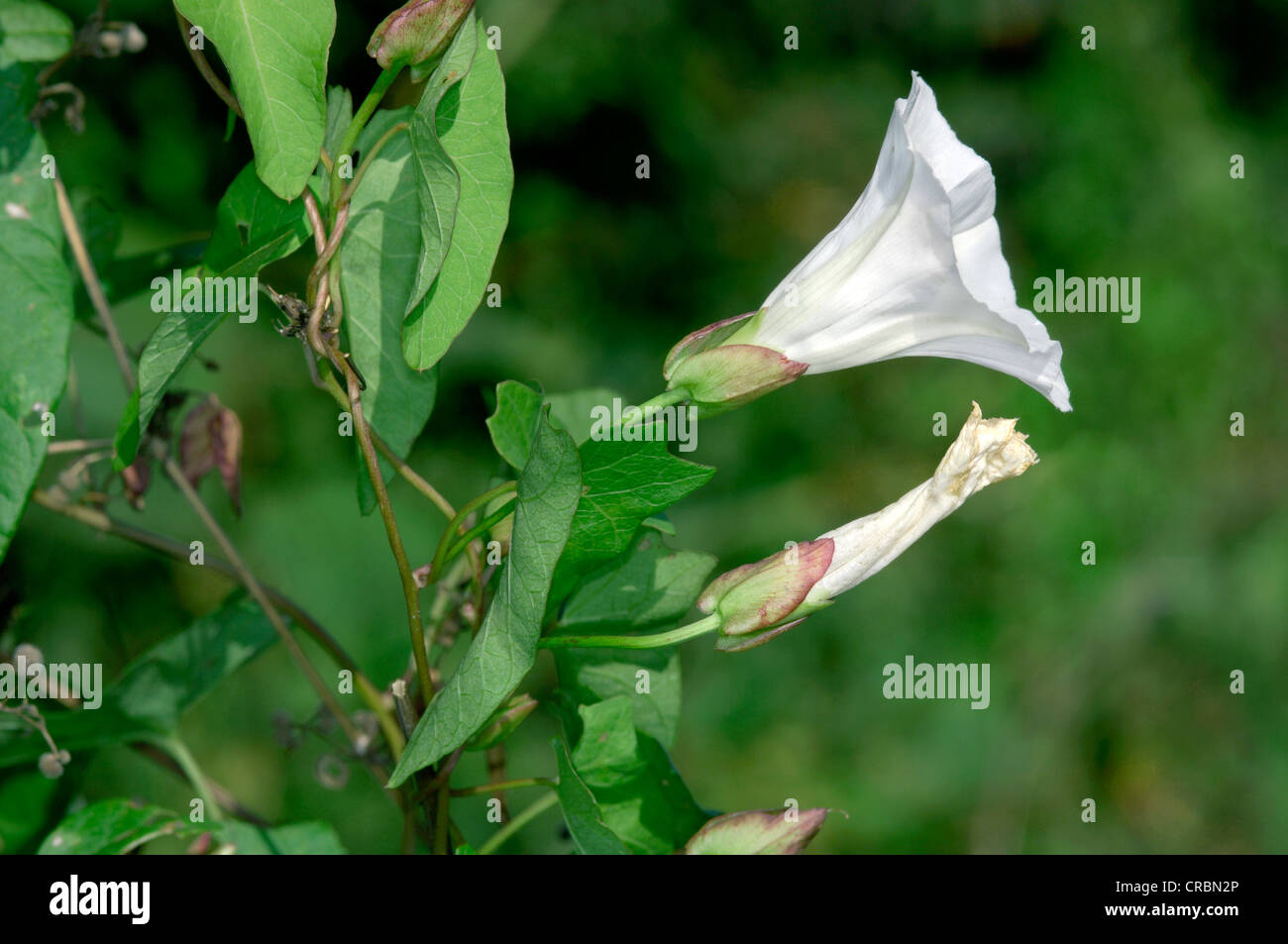 Flowers of hedge bindweed hi-res stock photography and images - Alamy