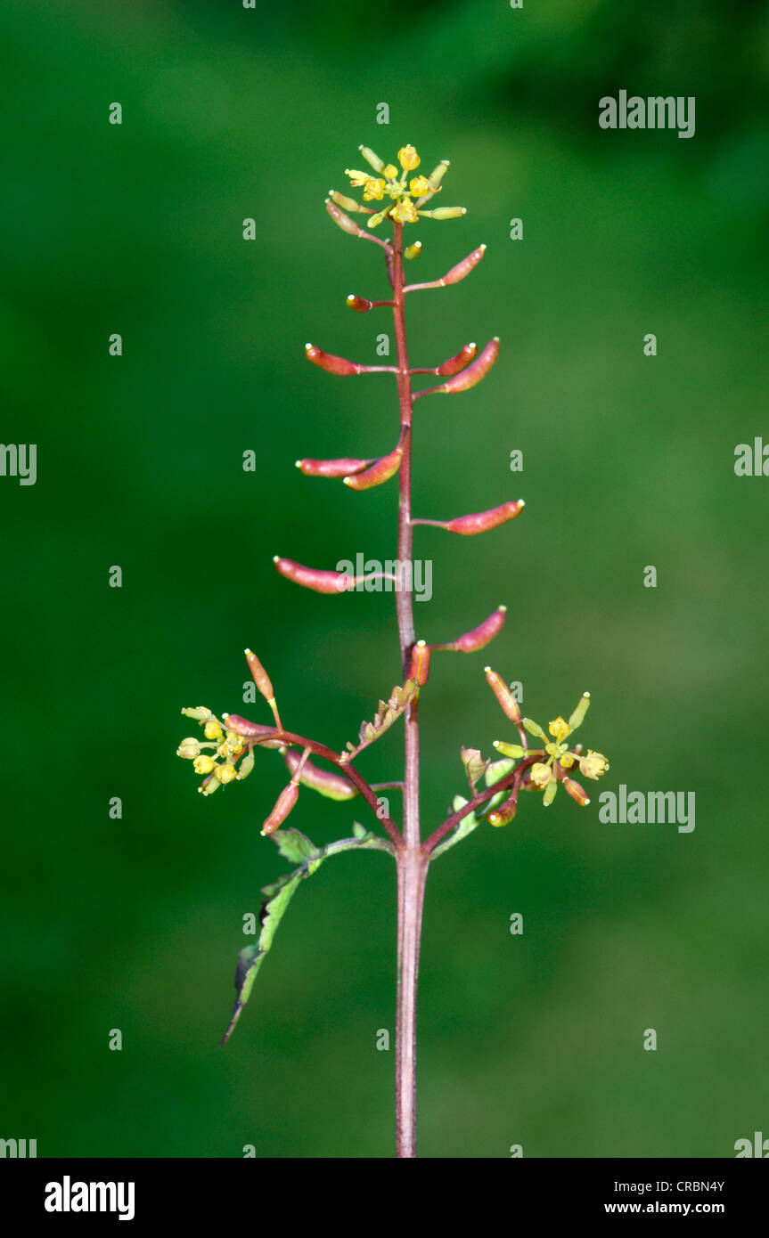 MARSH YELLOWCRESS Rorippa palustris (Brassicaceae) Stock Photo
