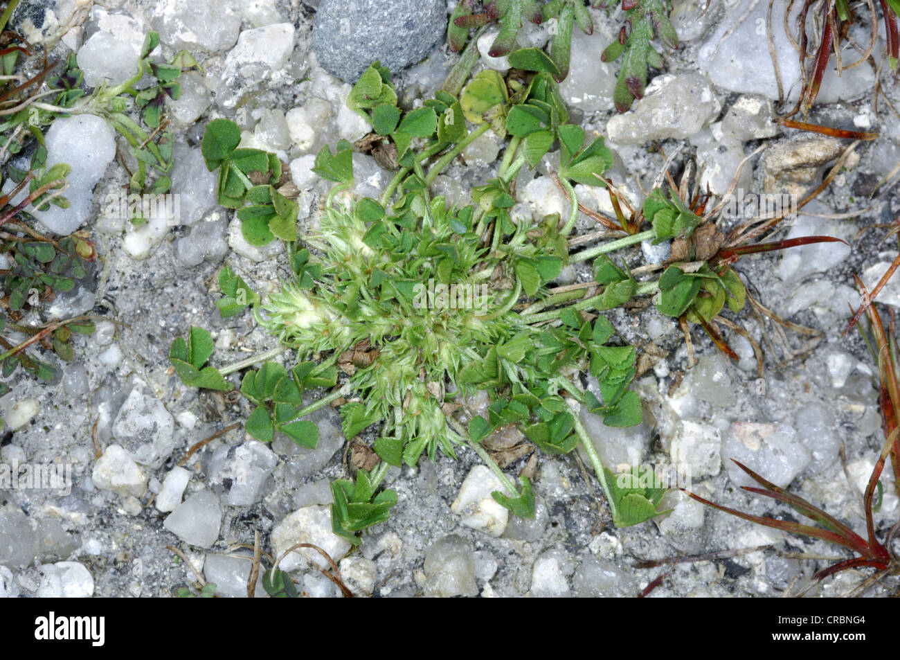 SUFFOCATED CLOVER Trifolium suffocatum (Prostrate) Stock Photo