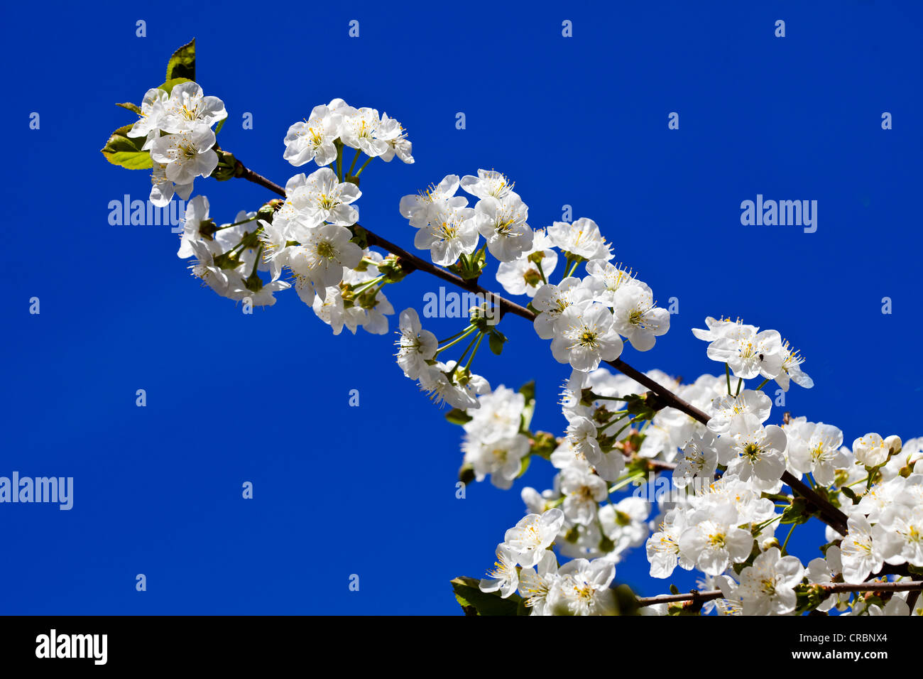 Morello Cherry Blossom in Spring in Sofia, Bulgaria Stock Photo