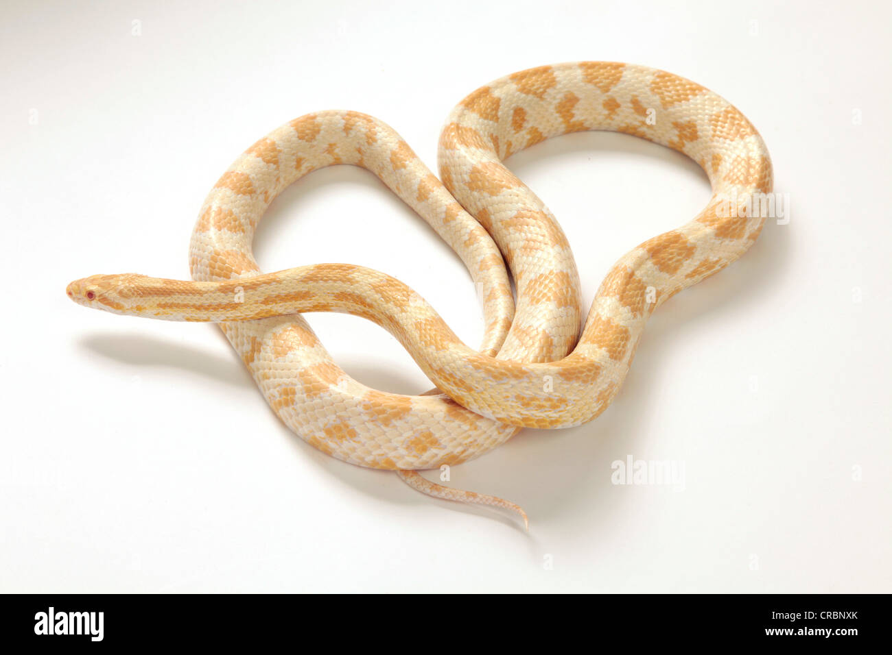 White reticulated python hi-res stock photography and images - Alamy
