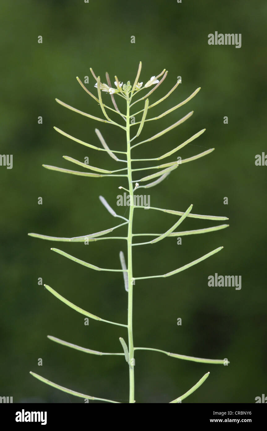 THALE CRESS Arabidopsis thaliana (Brassicaceae) Stock Photo