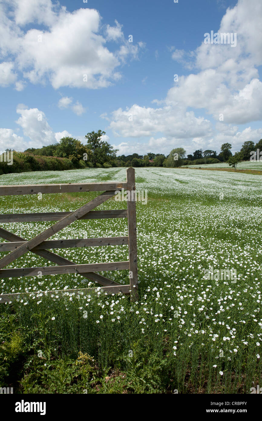 Wooden fence in field of flowers Stock Photo - Alamy