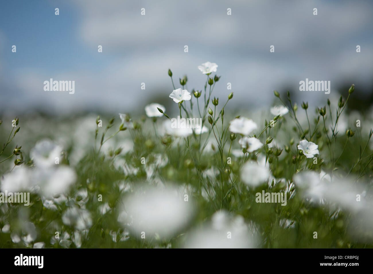 Close up of wildflowers in field Stock Photo - Alamy