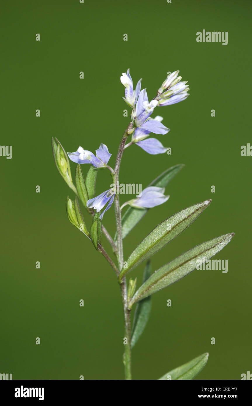 HEATH MILKWORT Polygala serpyllifolia (Polygalaceae) Stock Photo