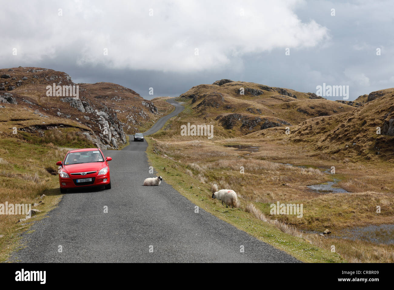 Sheep on road to Slieve League, County Donegal, Ireland, Europe, PublicGround Stock Photo