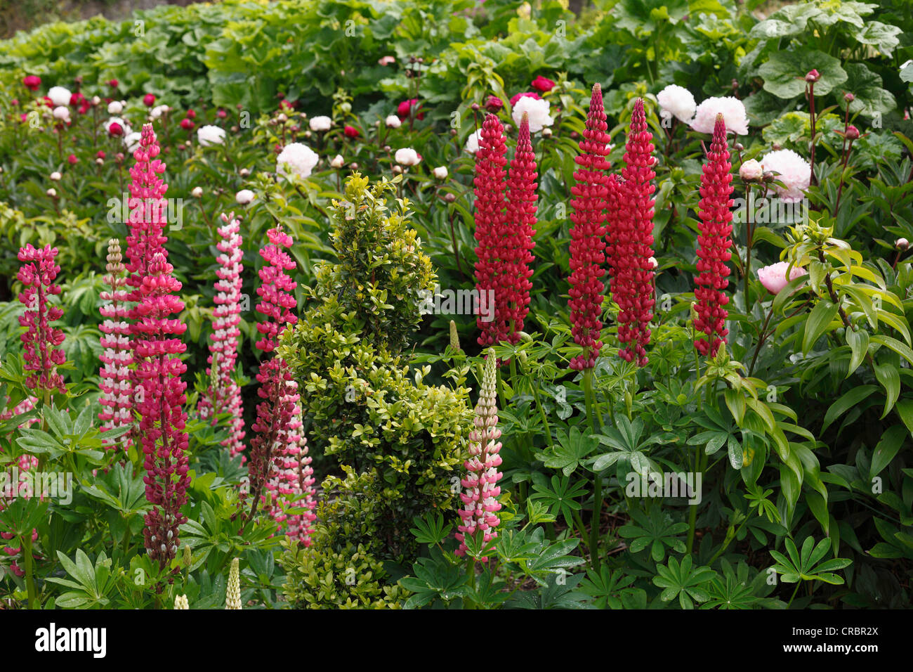 Lupines (Lupinus), Glenveagh Castle Gardens, Glenveagh National Park, County Donegal, Ireland, Europe Stock Photo