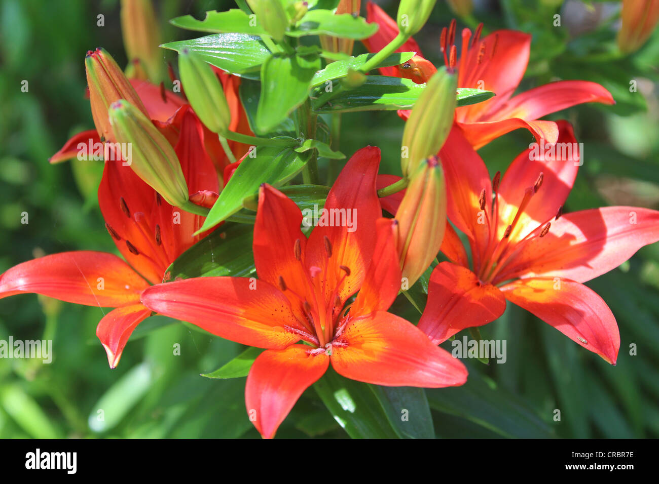 Orange Lilies some in bloom and some not open yet Stock Photo Alamy