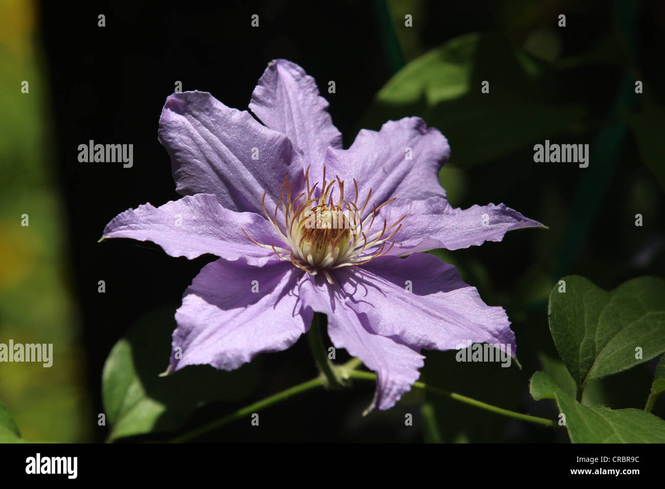 Light purple clematis flower close up Stock Photo Alamy