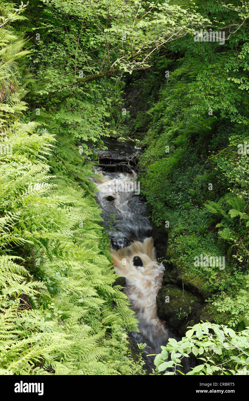 Waterfall, Glenariff River, Glenariffe Forest Park, Glenariff, Glens of Antrim, County Antrim, , United Kingdom, Europe Stock Photo