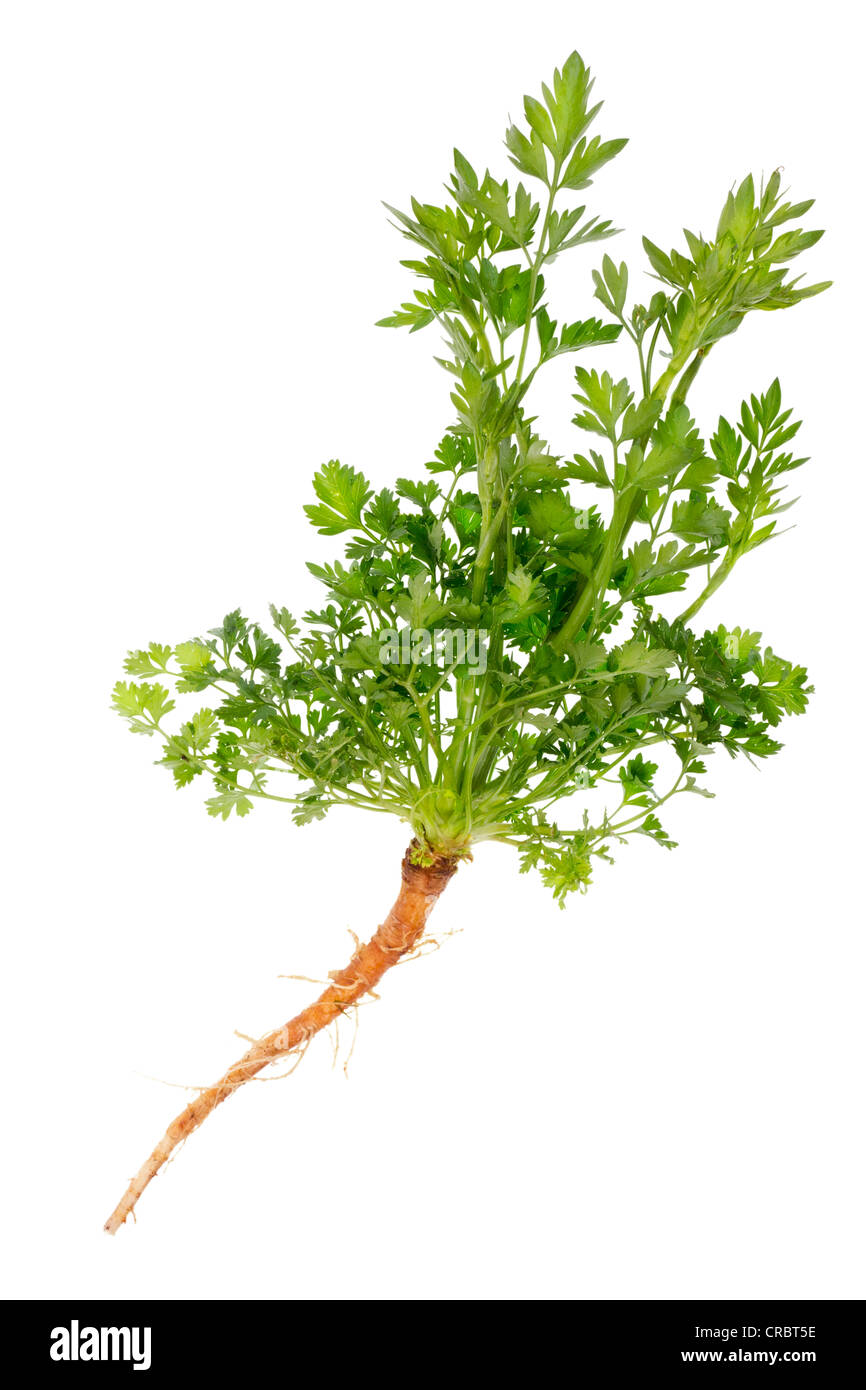 Spicy fresh parsley plant leaves and roots isolated Stock Photo Alamy