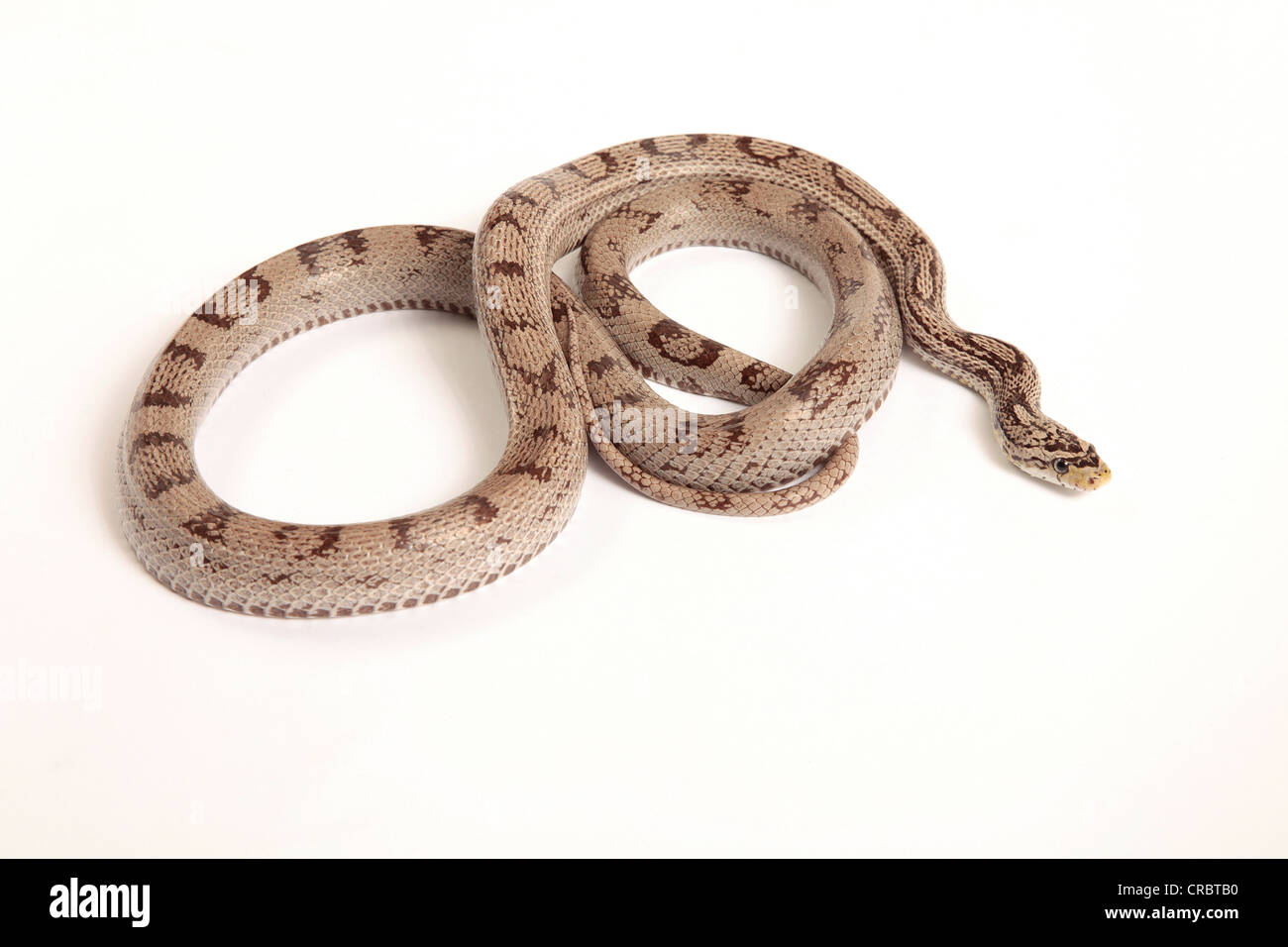 Cornsnake on a cut out white background Stock Photo