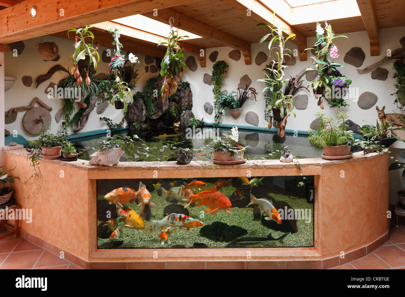 Koi, in combination of aquarium and pond, capacity of 7000 liters, Geretsried, Bavaria, Germany, Europe Stock Photo