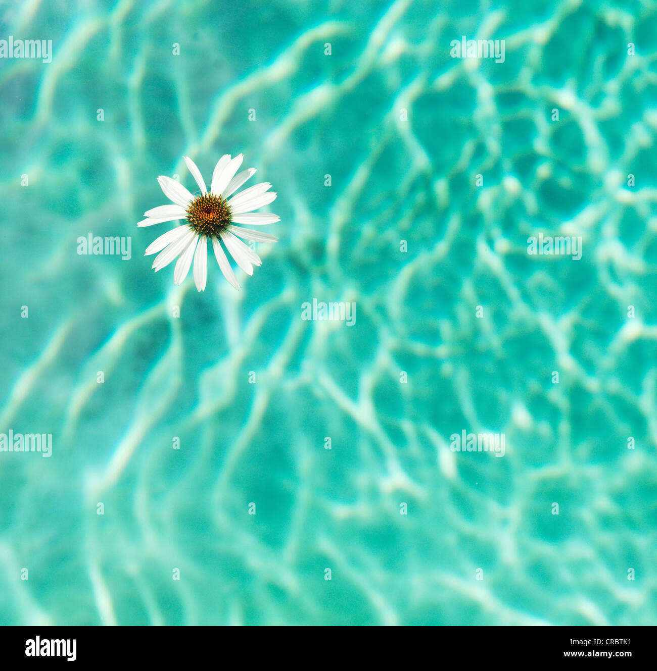 Flower floating in swimming pool Stock Photo Alamy