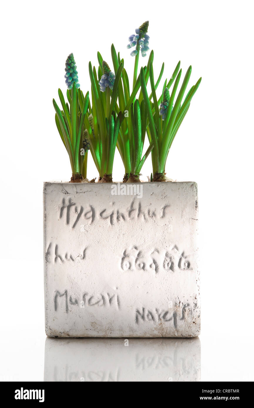 Hyacinths in a flower pot Stock Photo