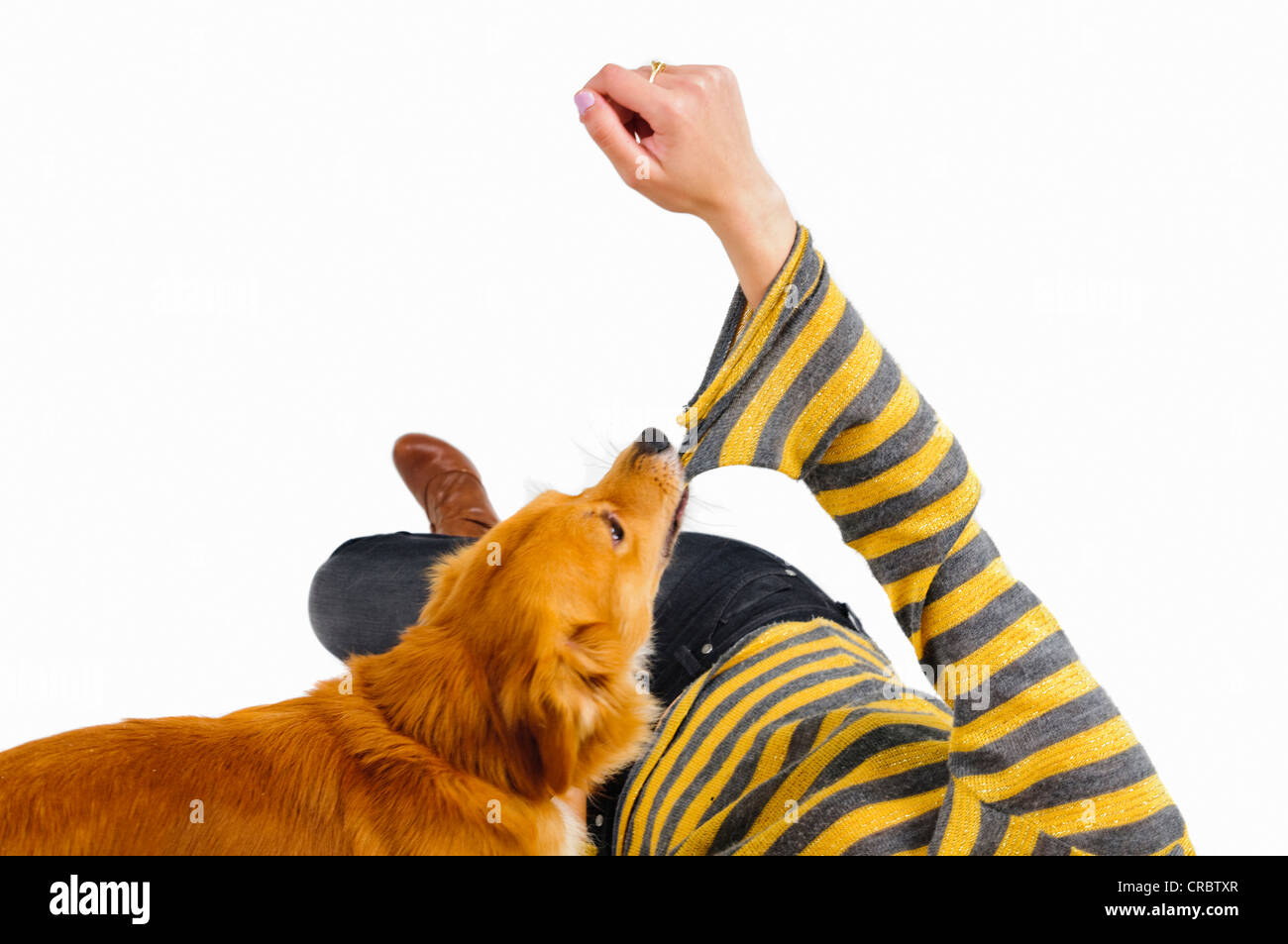 Dog biting arm hires stock photography and images Alamy