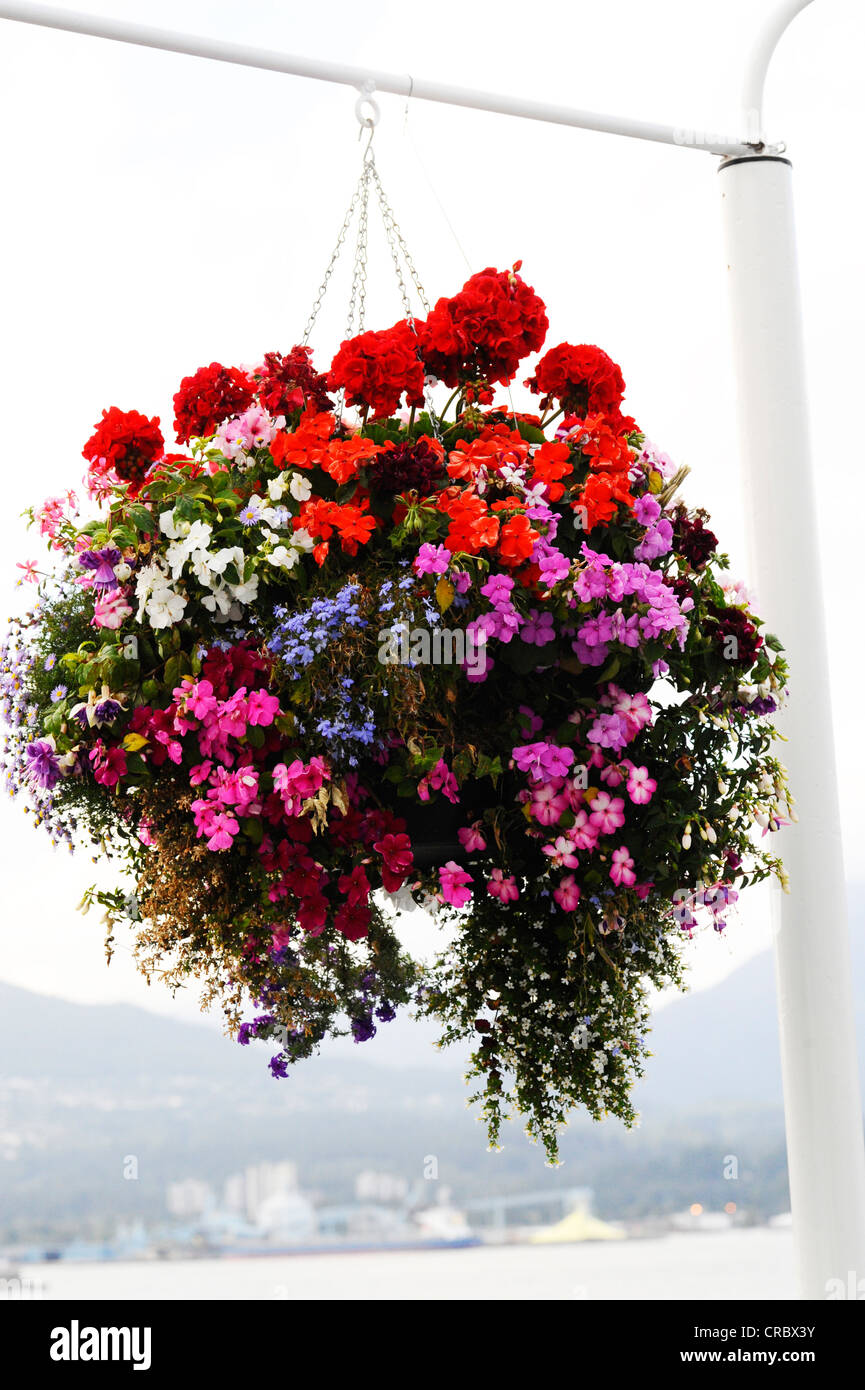 A hanging basket at Canada Place, Vancouver. Stock Photo
