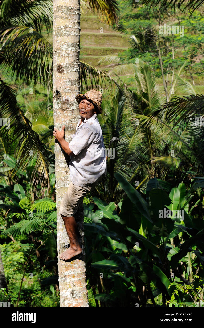 Man climbing a coconut palm, Ubud, Bali, Indonesia, Southeast Asia Stock Photo