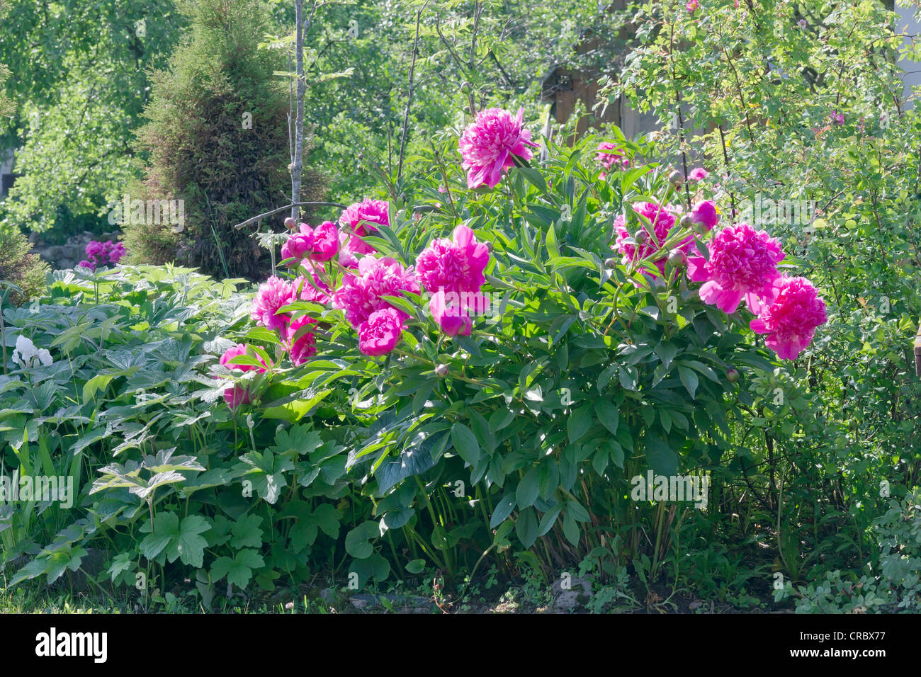 Large shrub pink peonies in a rustic European garden. Backlight sunny morning light Stock Photo