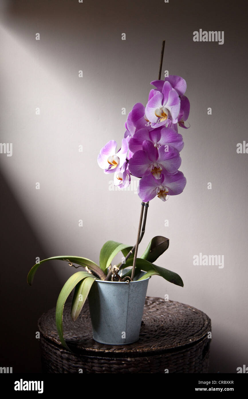 Purple orchid (Phalaenopsis or Moth Orchid) in full bloom. Stock Photo